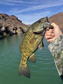 Lake Havasu City Report Photo 1