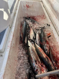 San Diego Report Photo 1