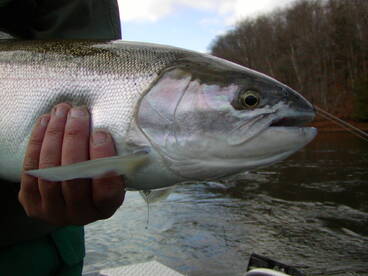 The Steelhead are coming! The Steelhead 