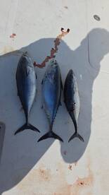 United Arab Emirates Report Photo 3