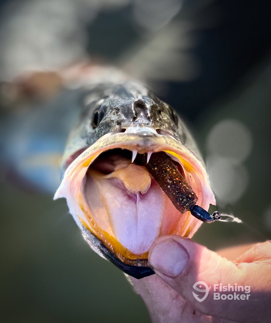 Palmetto Report Photo 0