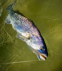 Palmetto Report Photo 2