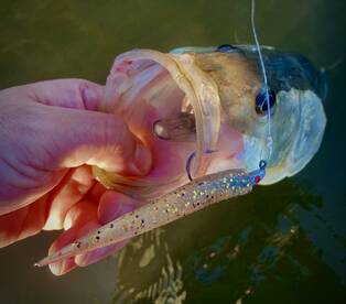 Palmetto Report Photo 1