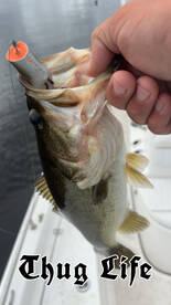 Lets go catch a personal best or fill a 