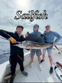 Sailfish