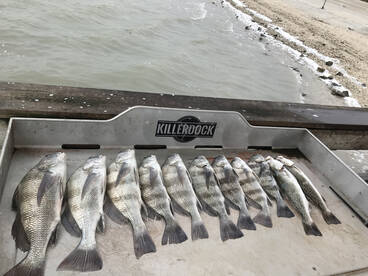 Black drum fishing