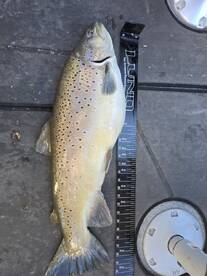 New York Report Photo 2