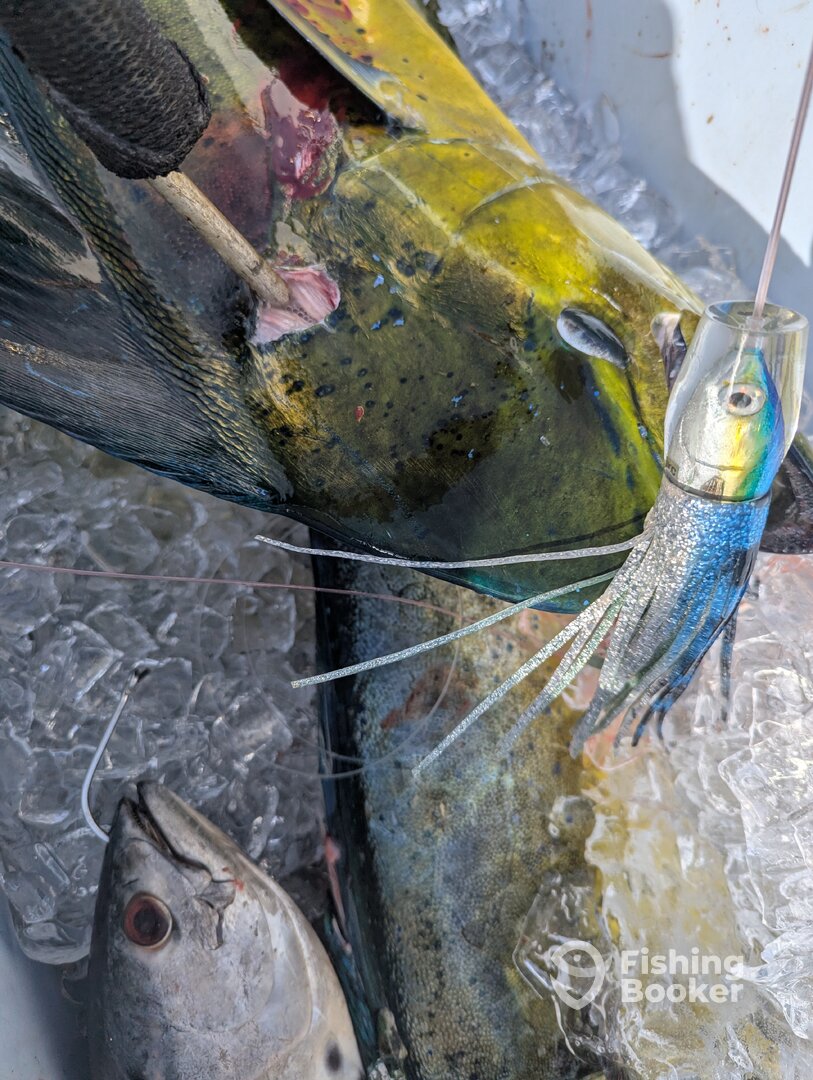 Haleiwa Report Photo 0