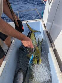 Haleiwa Report Photo 2