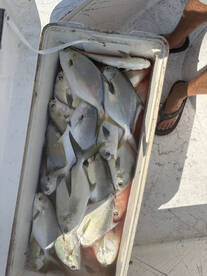 Tripletail and pomps.