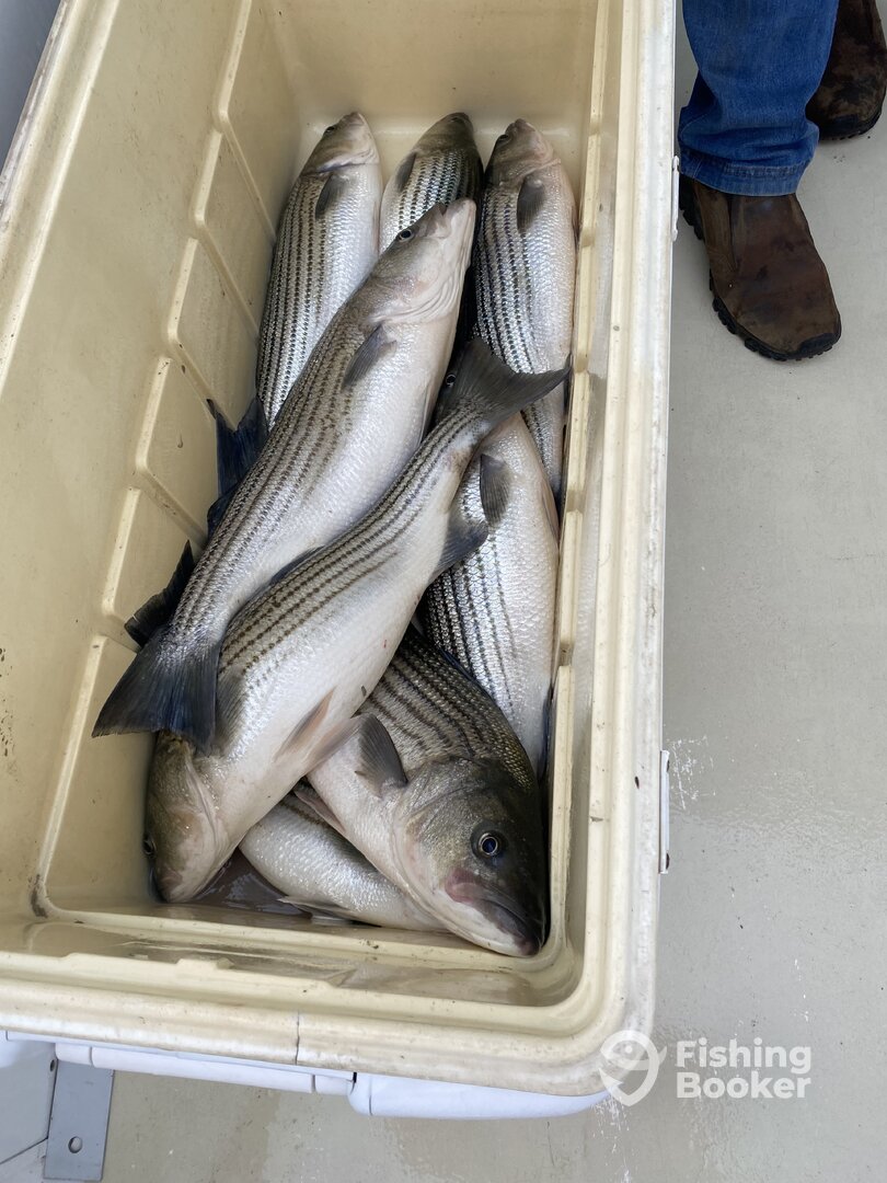 Chesapeake Bay Report Photo 0