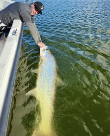 Australians dream catch!