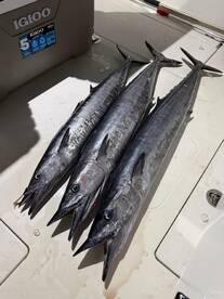 Three wahoo day 