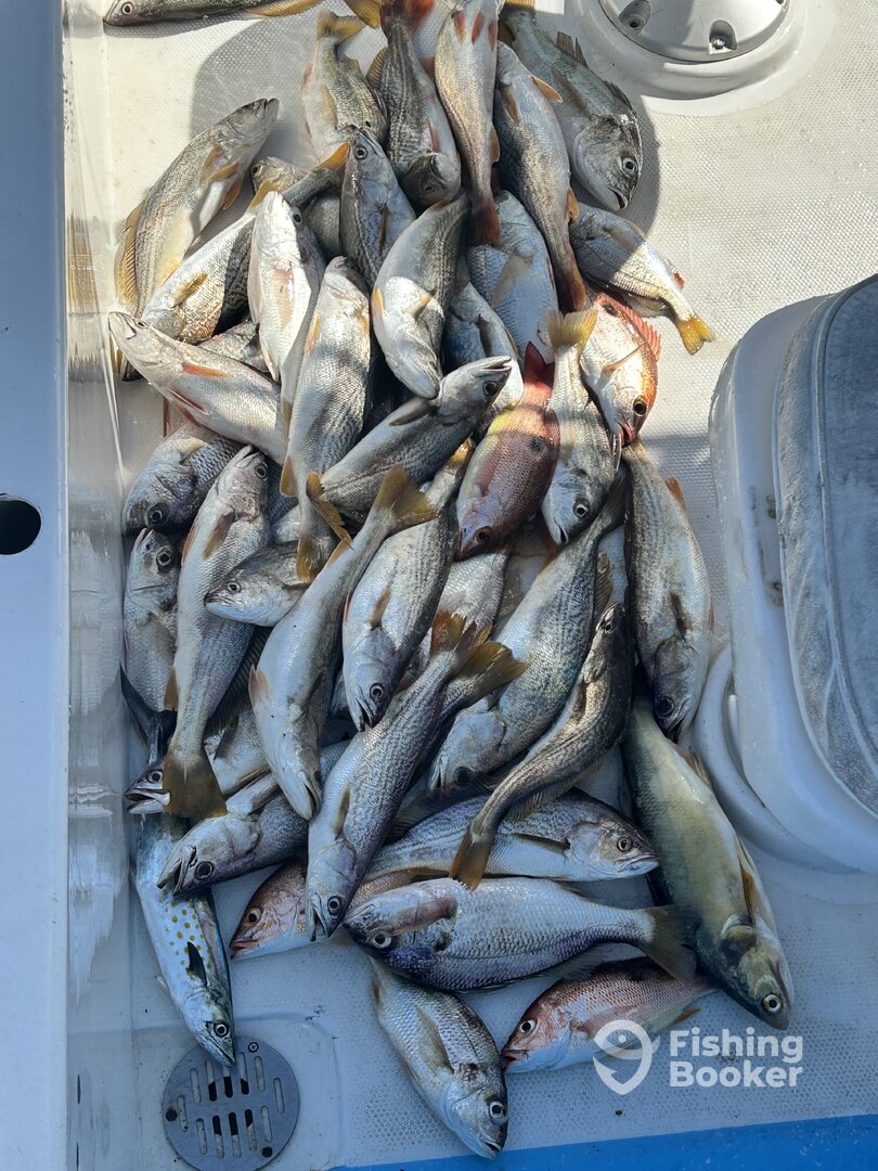 Mazatlán Report Photo 0