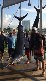 Marlin fishing report in Puerto Vallarta
