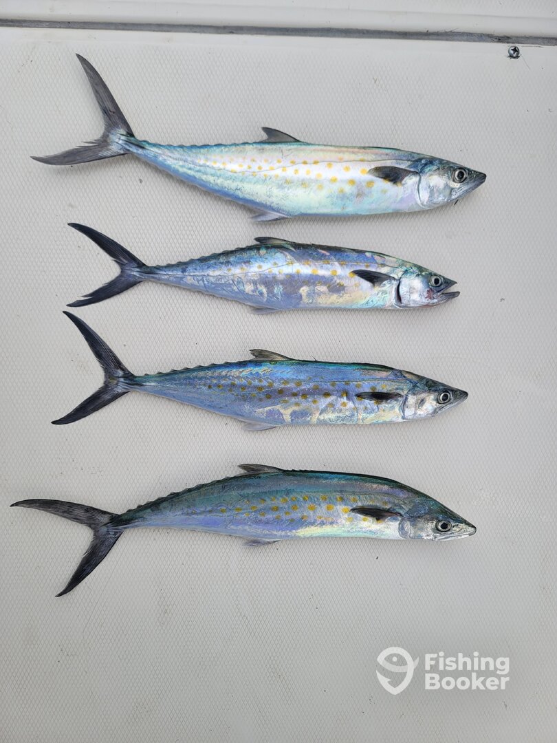 Nuevo Vallarta Report Photo 0