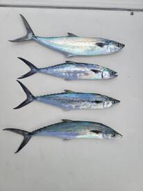 Mackarel and skip jack tuna 