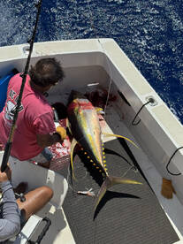 Honolulu Report Photo 1