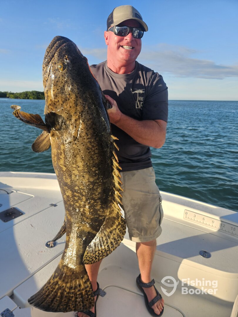 100lb Goliath grouper 