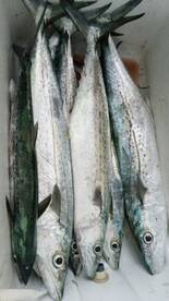 Fishing is the name of the sport is fish