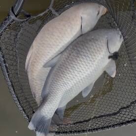 Bastrop Report Photo 2