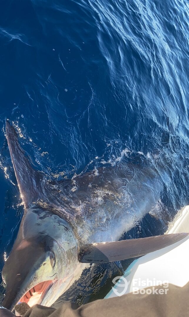 Cabo San Lucas Report Photo 0