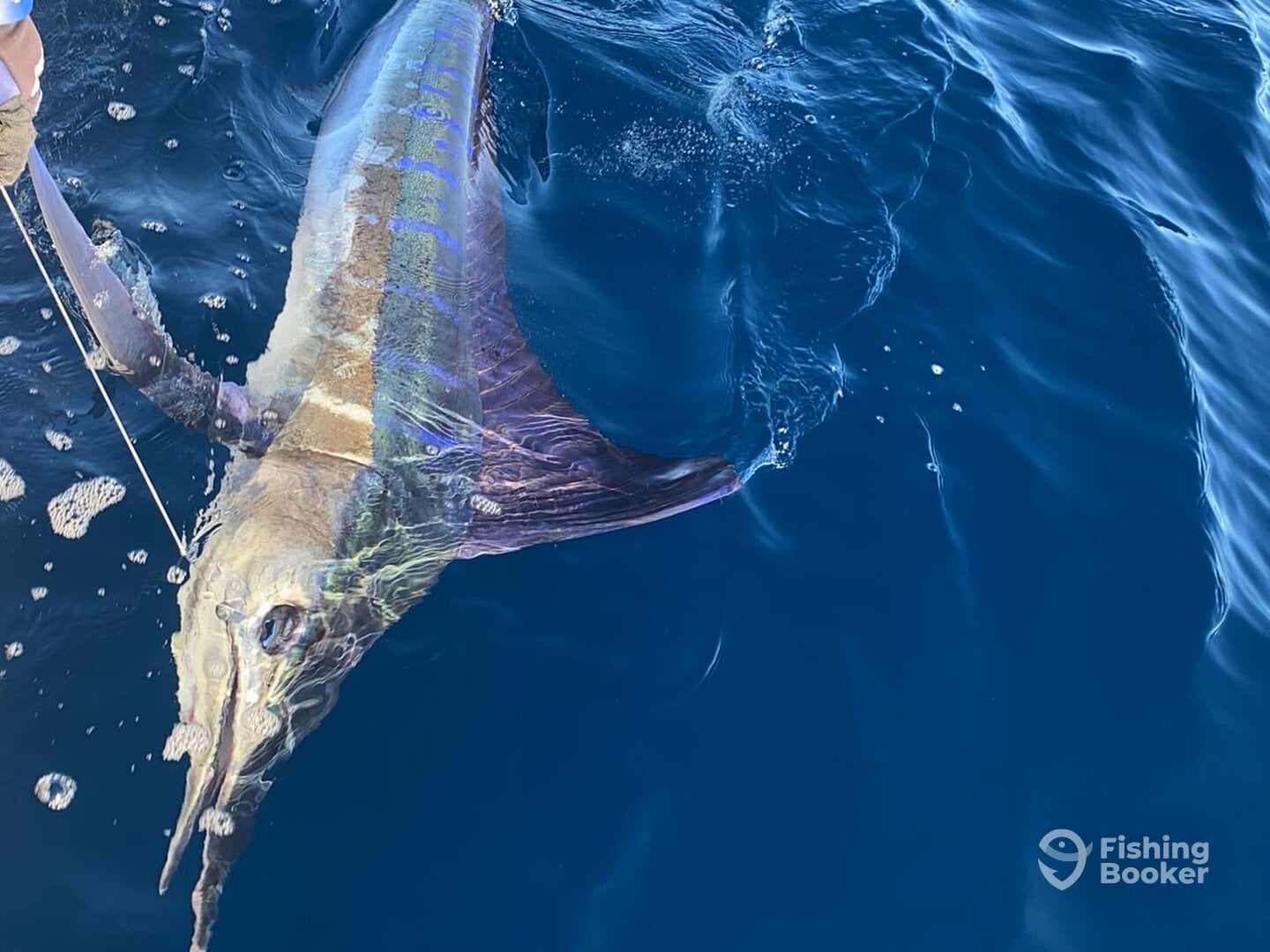 Cabo San Lucas Report Photo 0