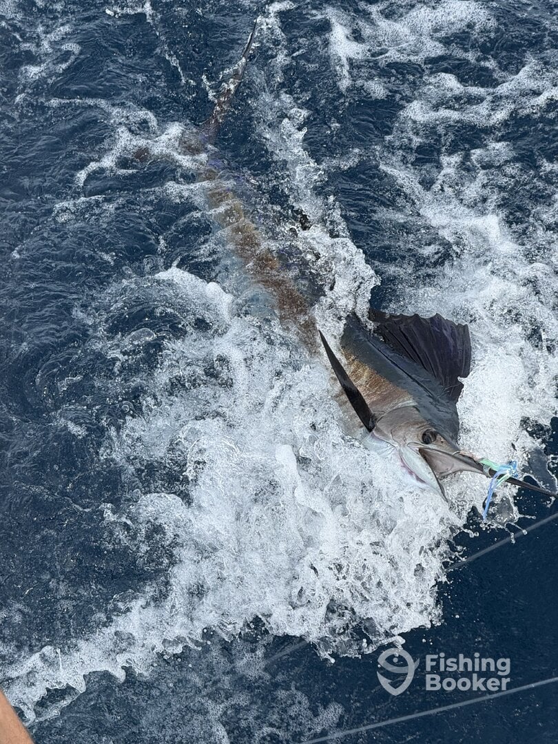 Singer Island Report Photo 0