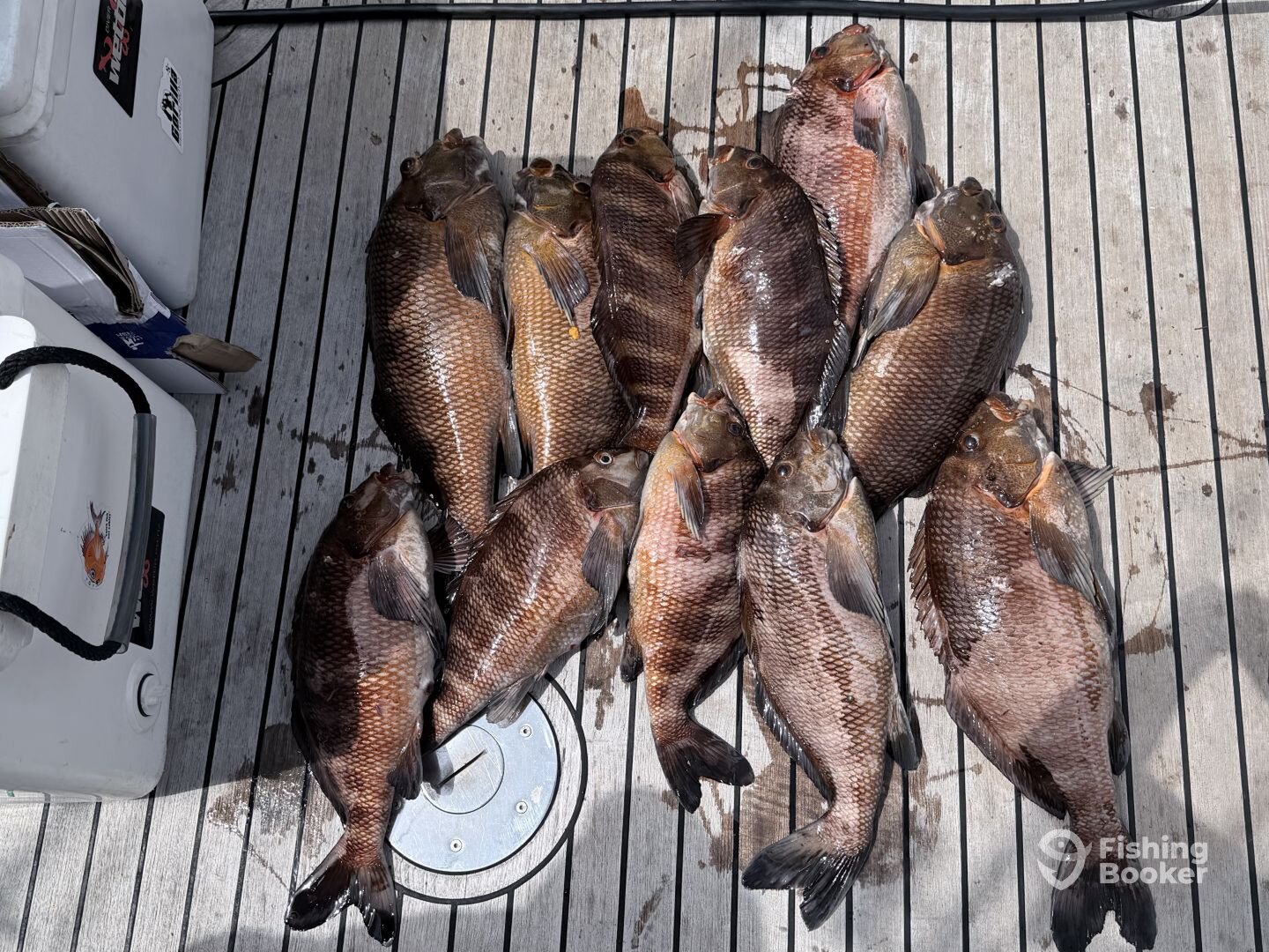 Auckland Report Photo 0