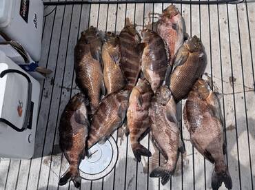 Gulf Harbour Report Photo 2