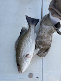 Boot size is 12 and that’s a mangrove snapper 
