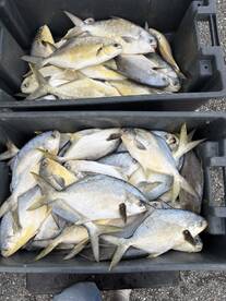 Indian River Report Photo 1