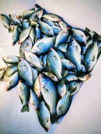 Limited out on Crappie 