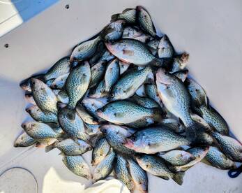 LImited Out on Crappie 
