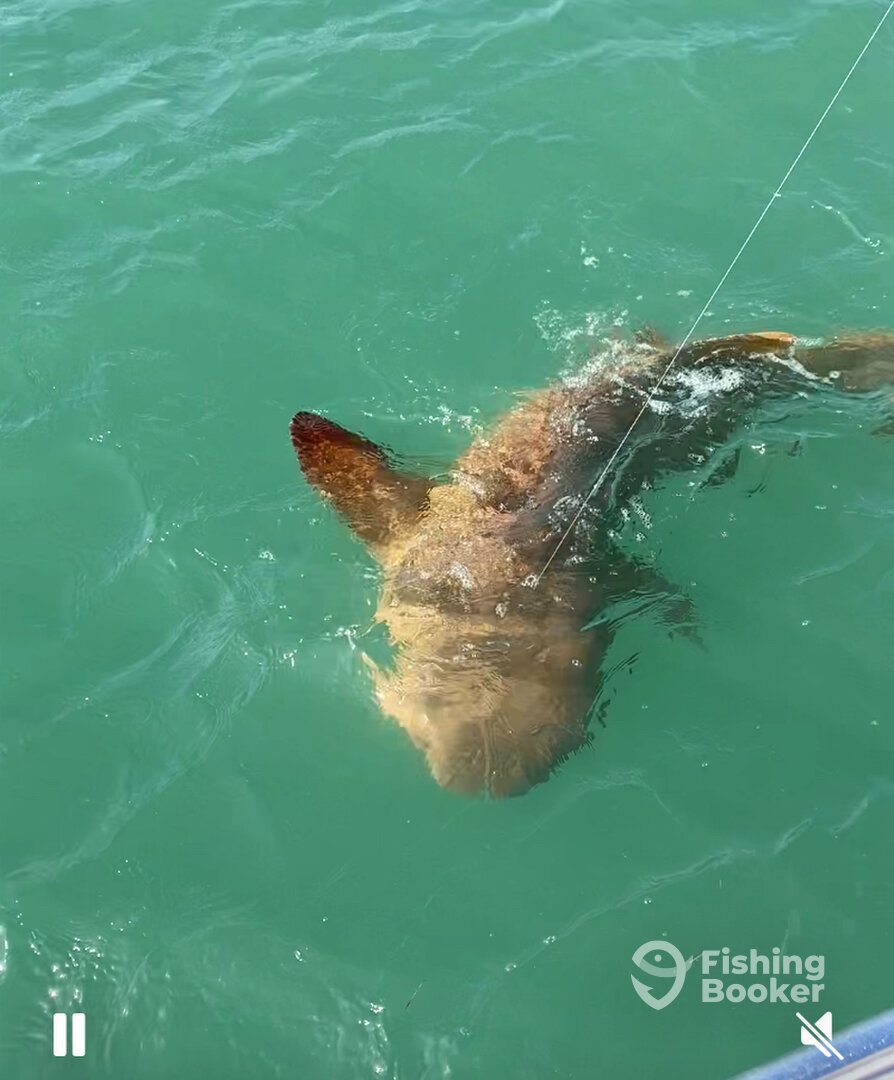 Fajardo Report Photo 0