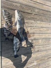 Volusia County Report Photo 2