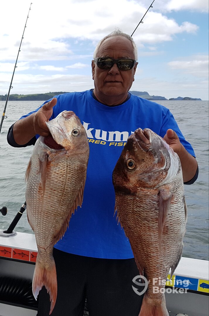 Paihia Report Photo 0