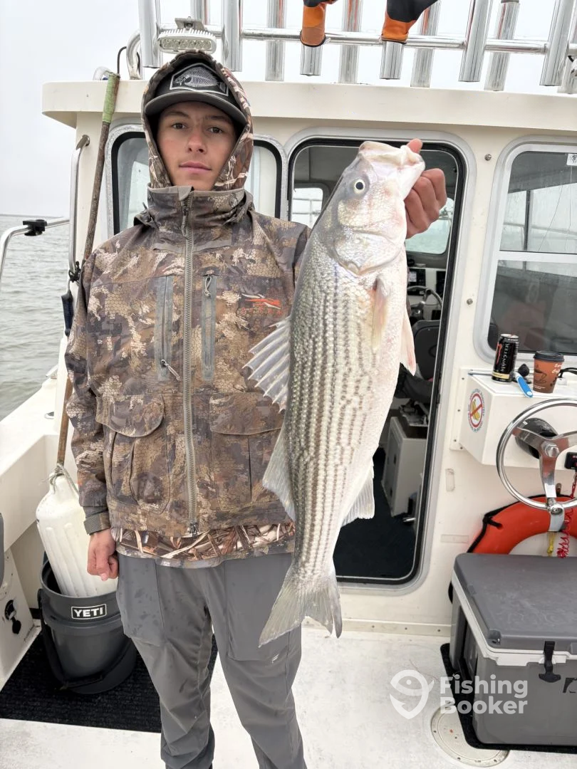 Bay Area Report Photo 0