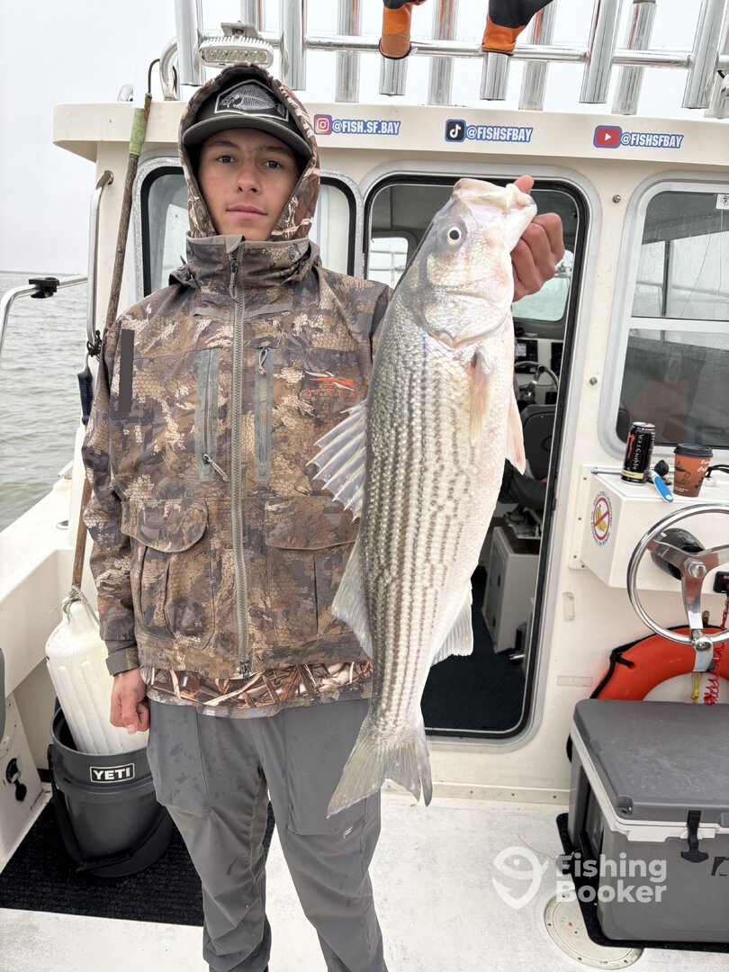 Bay Area Report Photo 0