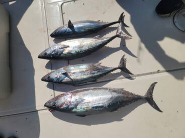 Nuevo Vallarta Report Photo 1