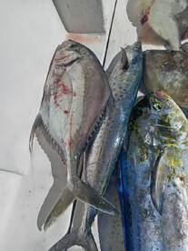 San Jose del Cabo Report Photo 2