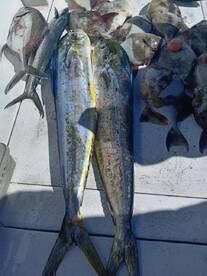 San Jose del Cabo Report Photo 1