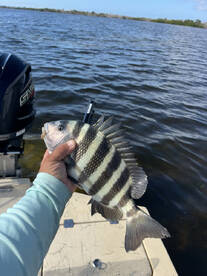 Sheephead fishing is heating up