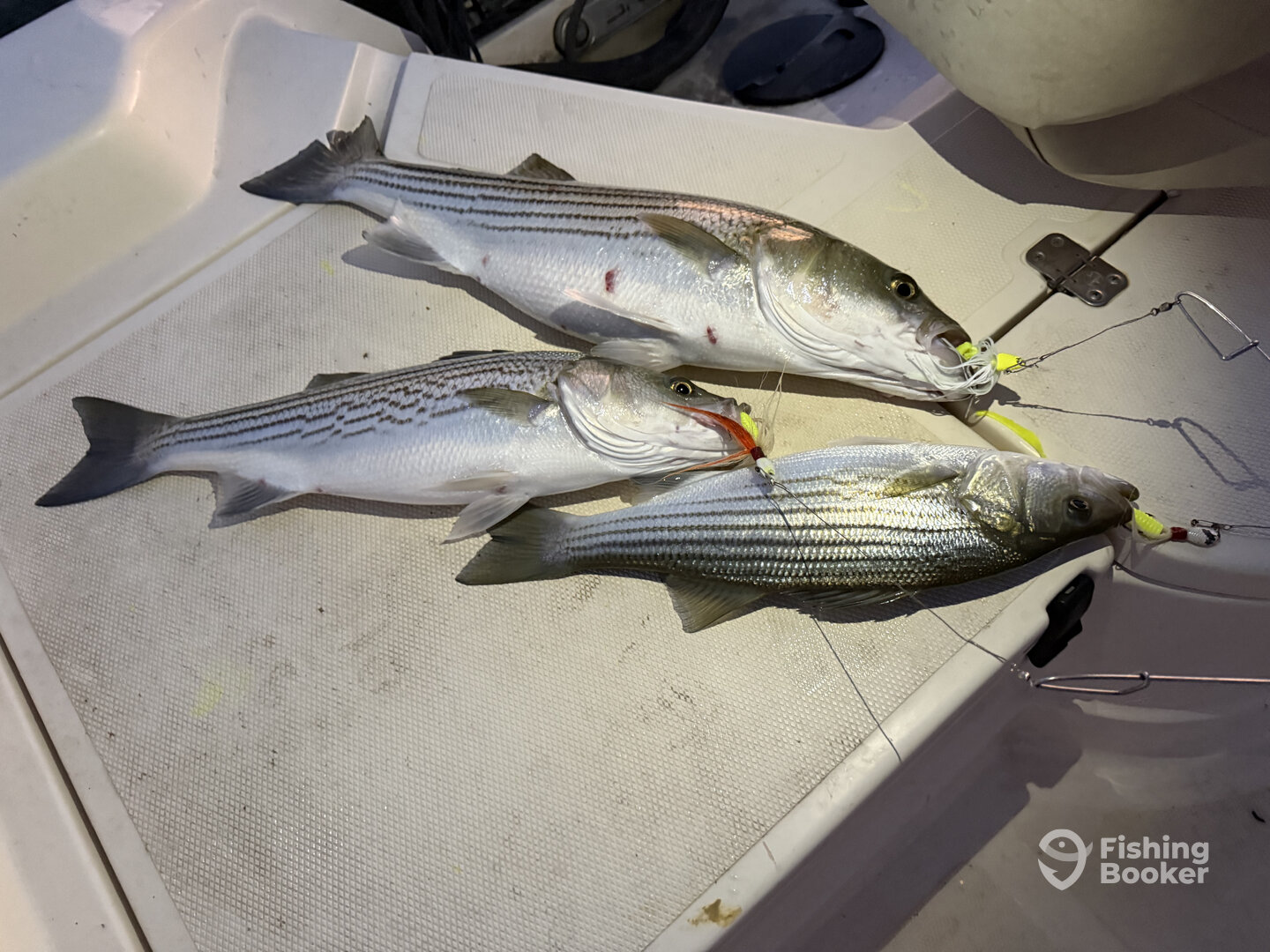 Lake Texoma Report Photo 0