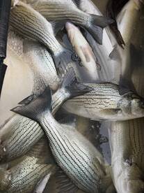 Atlanta Report Photo 2