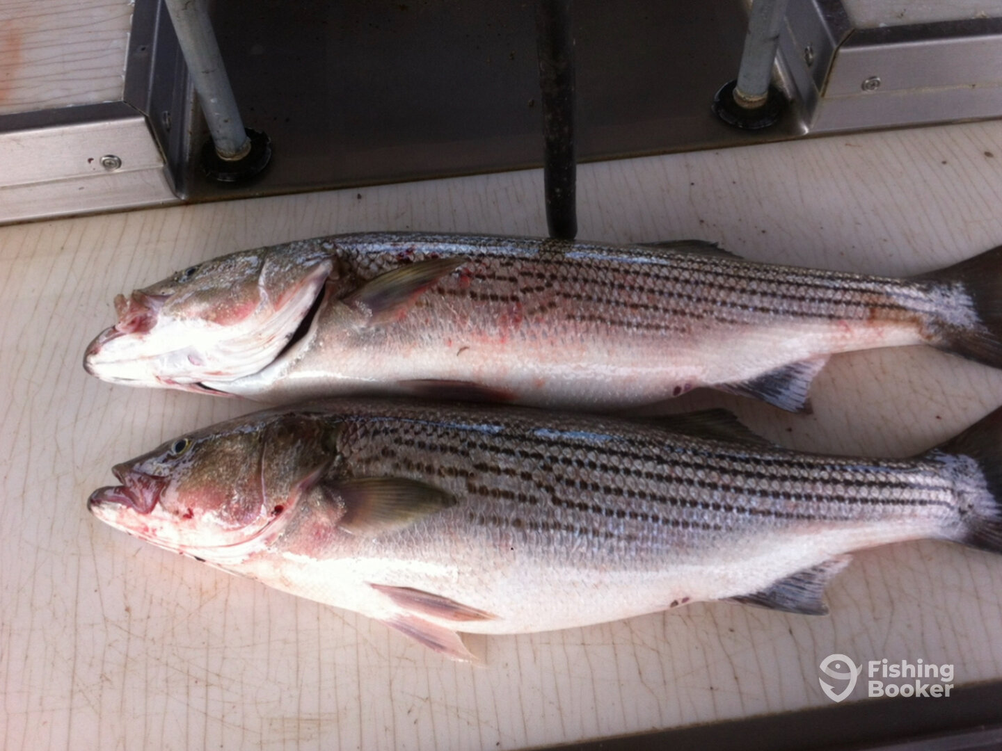 Lake Havasu City Report Photo 0