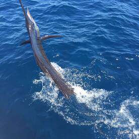 Playa Flamingo Report Photo 2