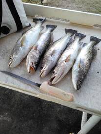 SPECKLED TROUT