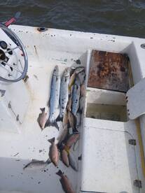 San Pedro Report Photo 2