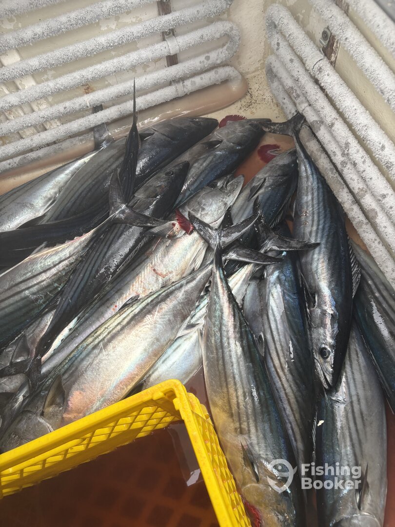 Catalina Island Report Photo 0